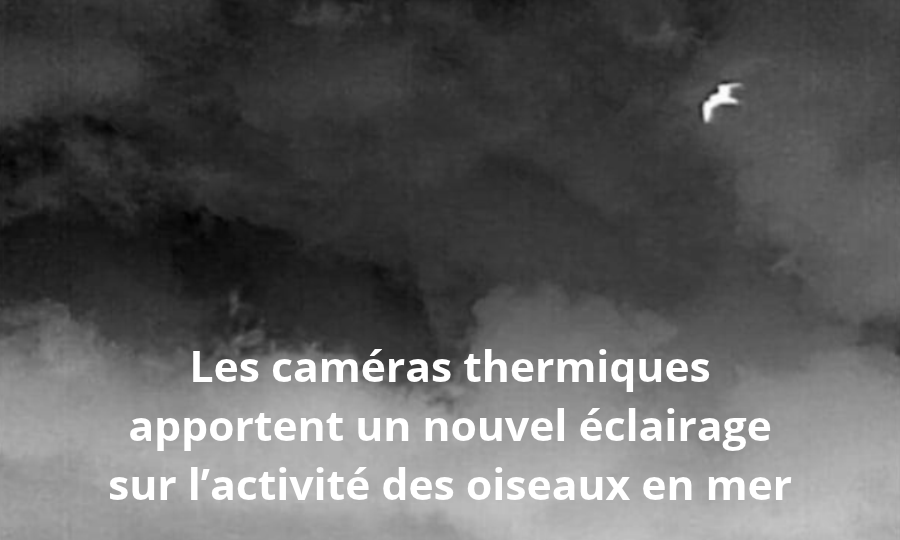 Vattenfall a testé sur le parc Hollandse Kust Zuid (HKZ) la technologie des caméras thermiques pour détecter les mouvements d&rsquo;oiseaux